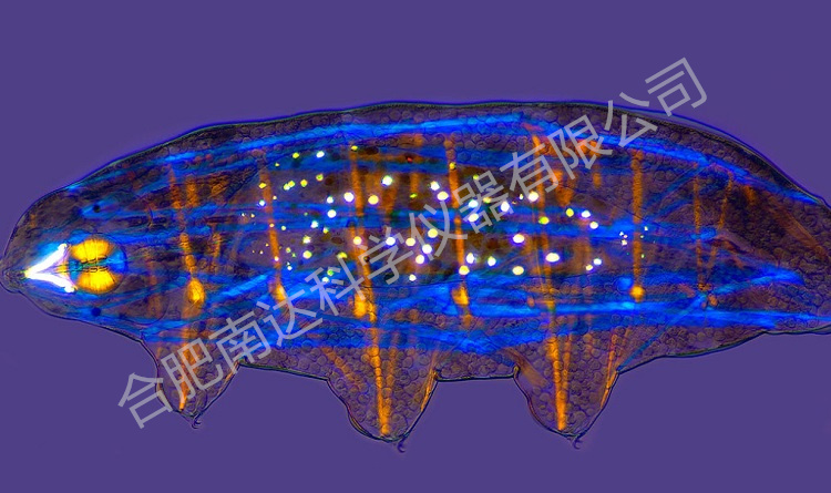 MOTIC BA310POL偏光顯微鏡100x成像 MOTIC BA310POL偏光顯微鏡100x成像