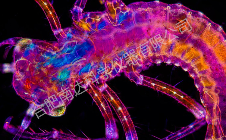 MOTIC BA310POL偏光顯微鏡成像 MOTIC BA310POL偏光顯微鏡成像