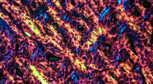 MOTIC BA310POL偏光顯微鏡明場(chǎng)成像