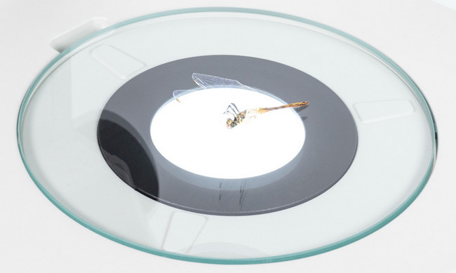 麥克奧迪MOTIC SM7系列體視顯微鏡觀察樣品