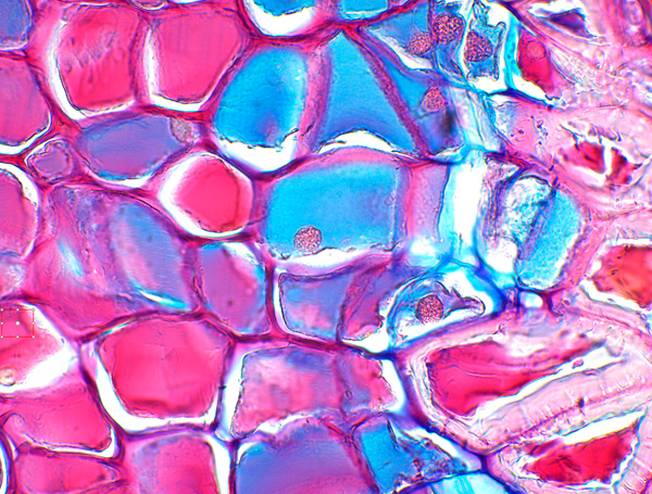 MOTIC PANTHERA系列智能數(shù)碼顯微鏡成像效果