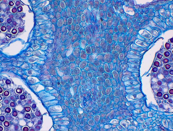 MOTIC PANTHERA系列智能數(shù)碼顯微鏡成像效果
