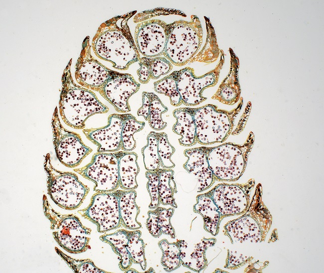 Motic Panthera顯微鏡成像效果圖