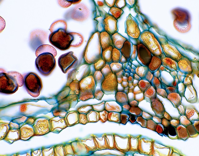Motic Panthera顯微鏡成像效果圖