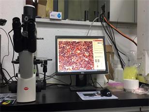 中科大采購(gòu)麥克奧迪MOTIC倒置顯微鏡AE2000
